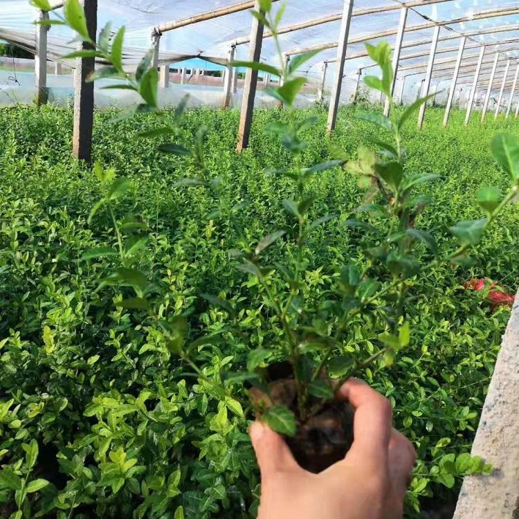 地被扶芳藤的价格 小叶扶芳藤苗圃直供 扶芳藤幼苗
