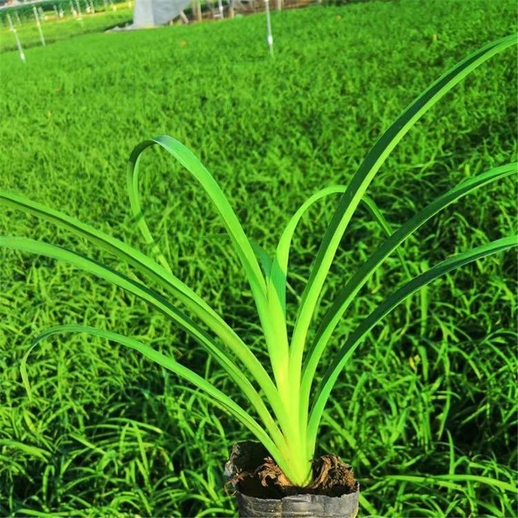 订购报价 湿地绿化大花萱草 青州宿根草花