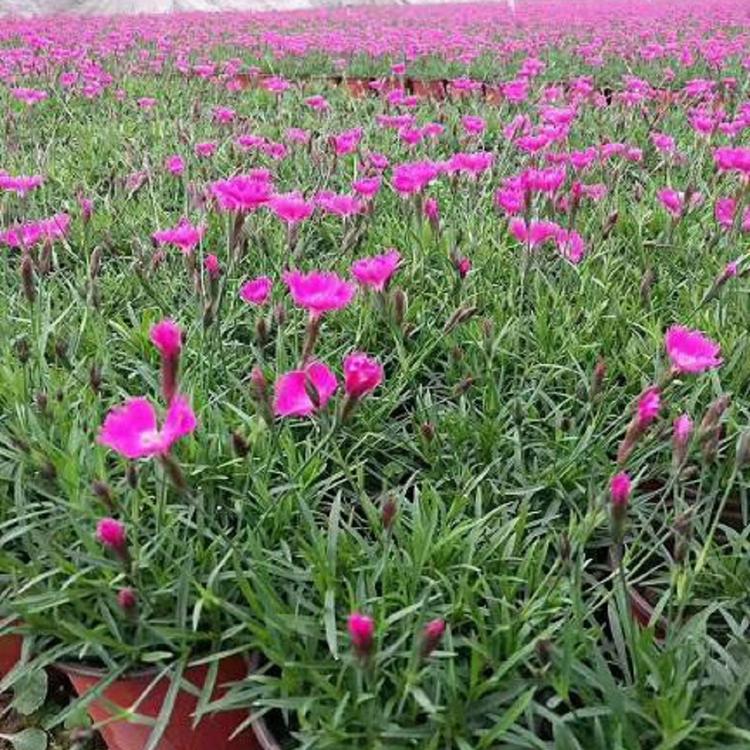 山东欧石竹 欧石竹花苗 量大从优