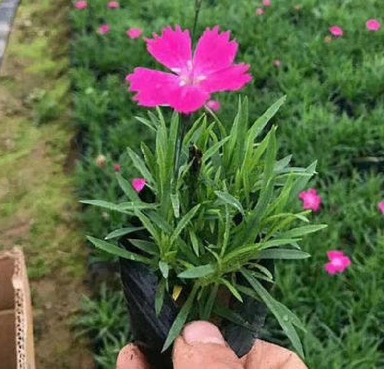 供应欧石竹 欧石竹杯苗 欧石竹花苗