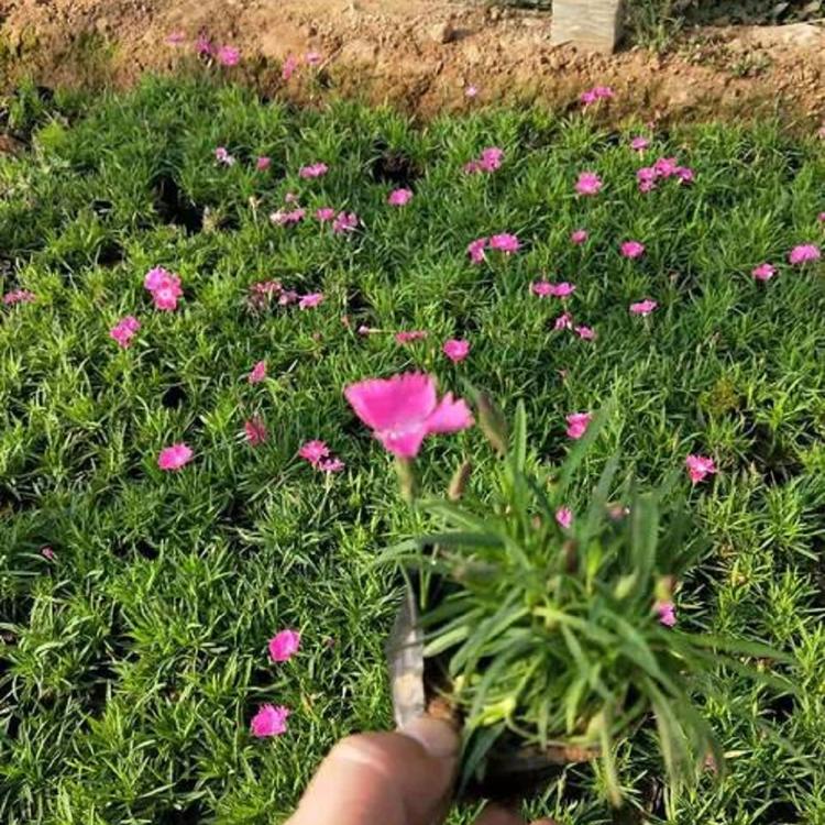 青州欧石竹 欧石竹小苗 量大从优
