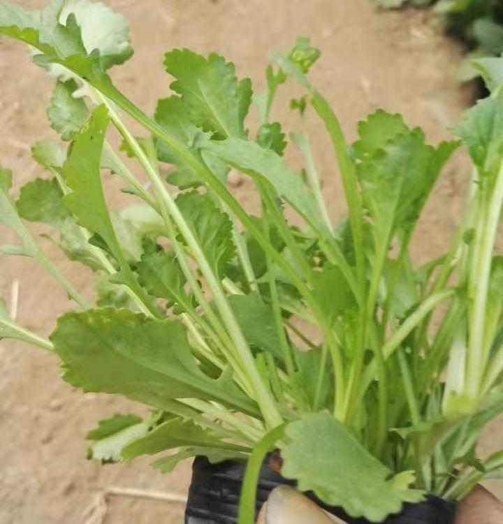 自产大滨菊小苗  大滨菊 批发