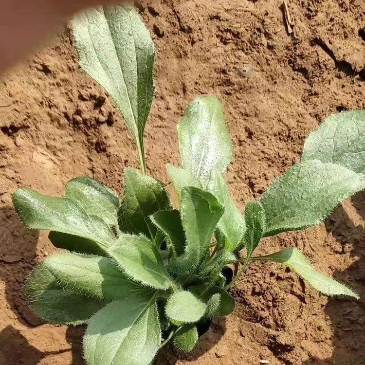 知千花卉自产自销  黑心菊批发   黑心菊小苗 草花基地直销批发