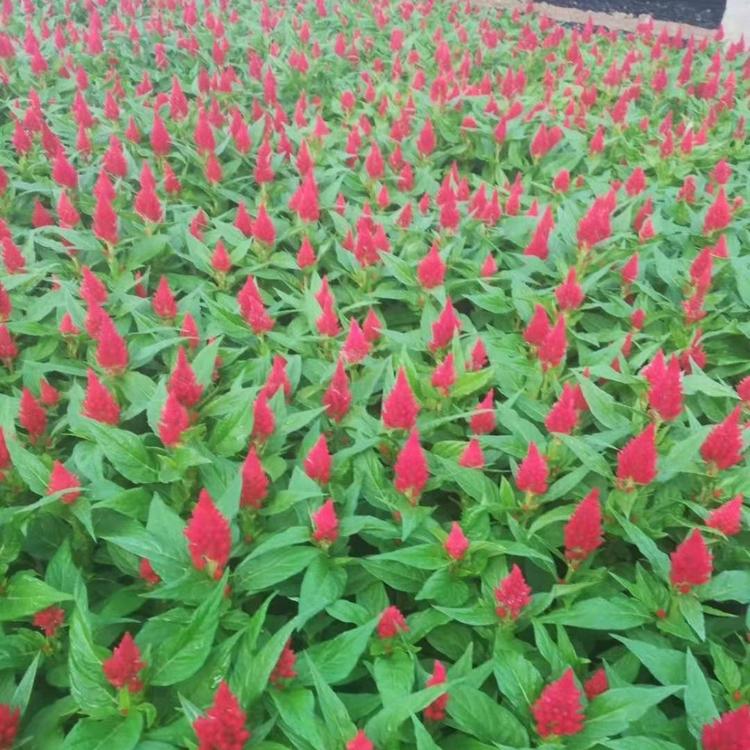 知千花卉自产自销鸡冠花  鸡冠花小苗