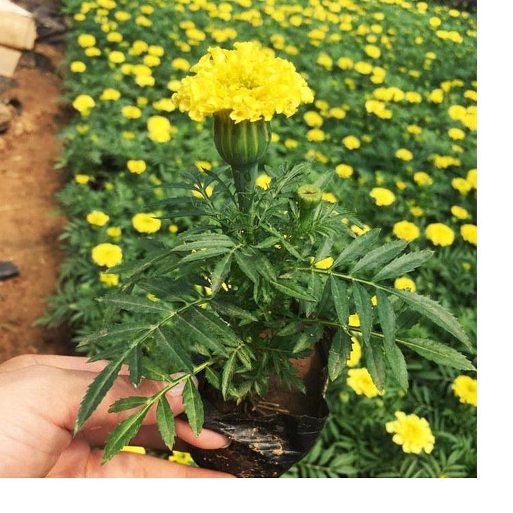 知千花卉自产自销万寿菊  万寿菊