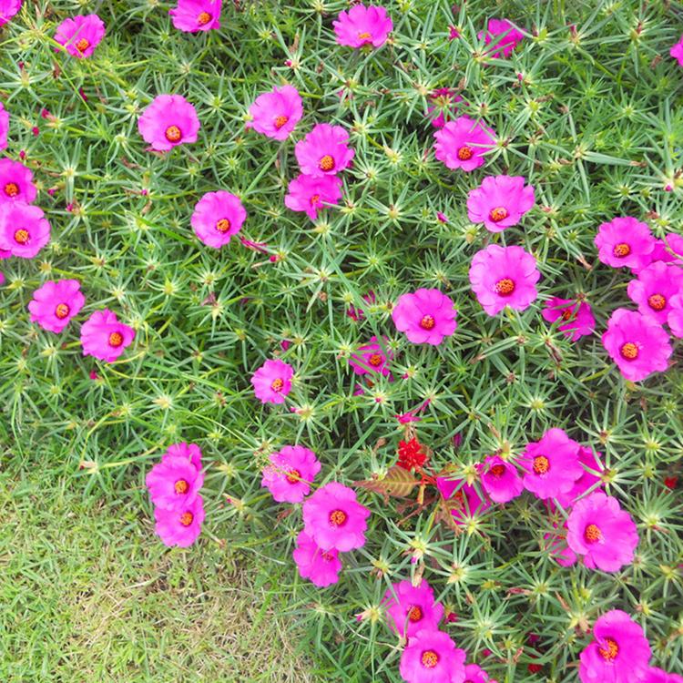 太阳花批发 青州太阳花 山东时令草花批发