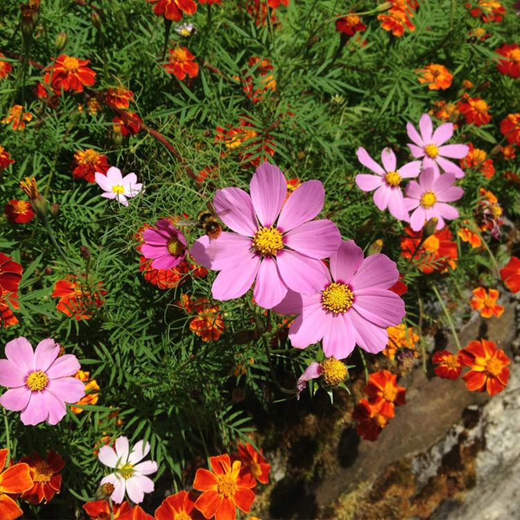 太阳花价格 青州太阳花 青州花卉批发基地