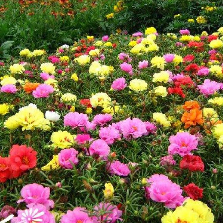 太阳花批发 青州太阳花 青州花卉种植基地