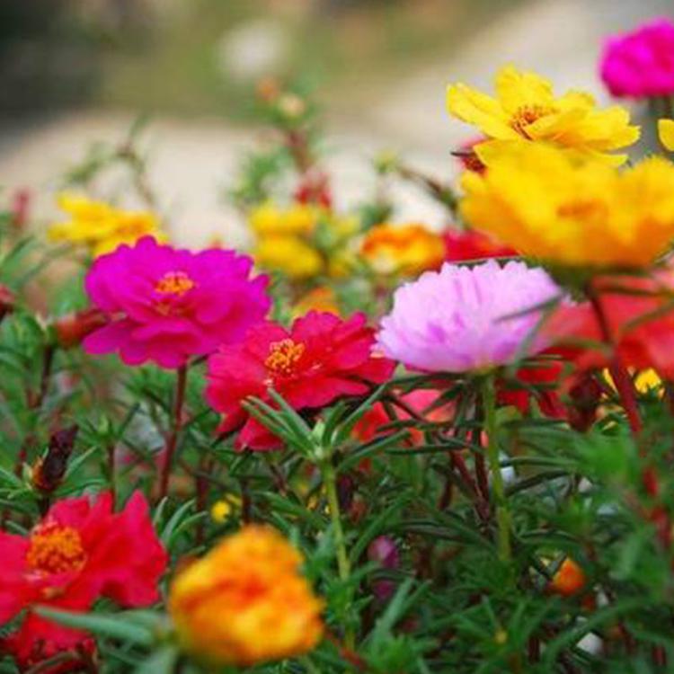 庭院绿化用花卉太阳花  批发太阳花  大量供应太阳花