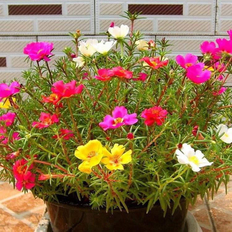 太阳花价格 青州太阳花 青州草花种植基地
