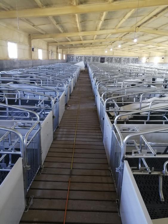 丞郡母猪产床价格养猪分娩床厂家养猪设备