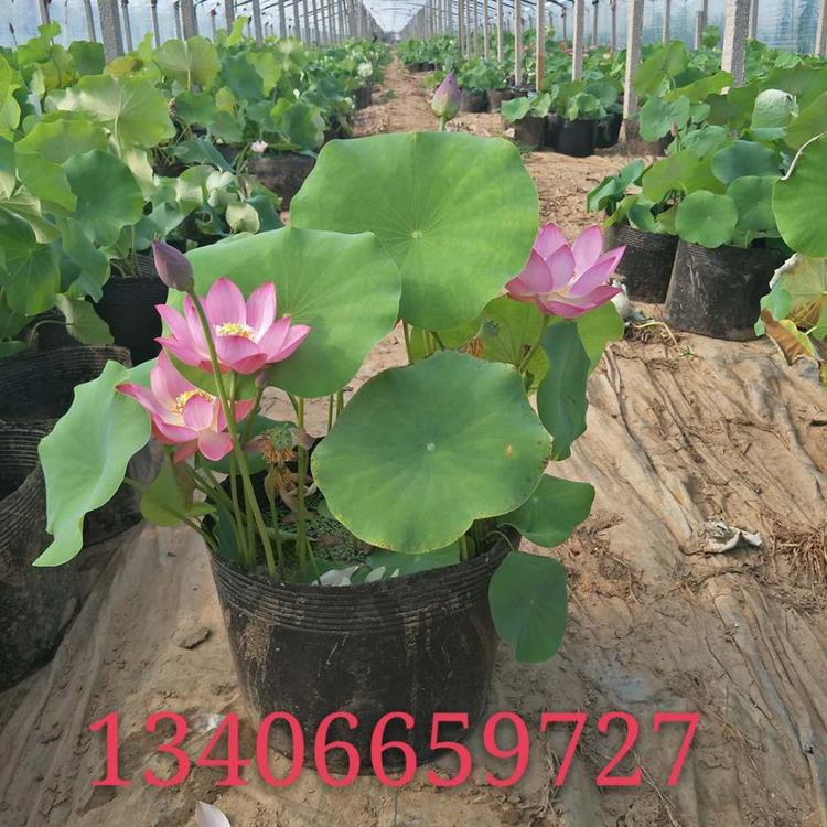 山东水生植物基地 荷花批发价格 品质好的荷花