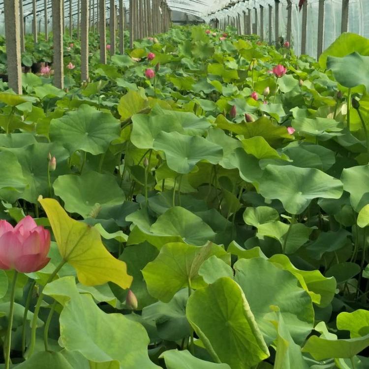 青州荷花培育 销售盆栽荷花 批发基地水芙蓉