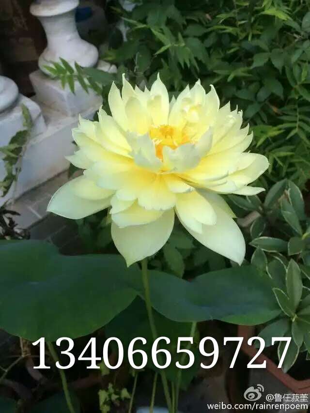 荷花盆栽苗 山东水生植物基地 苗圃供应现货 荷花供应商