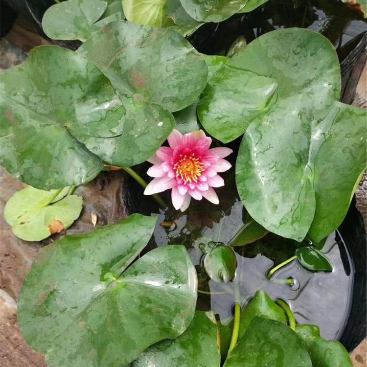 睡莲 水生植物种植基地 睡莲种植基地 观赏水生花卉