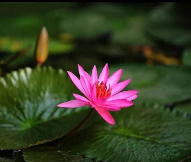青州水生植物批发 睡莲种植基地 观赏水生花卉 睡莲