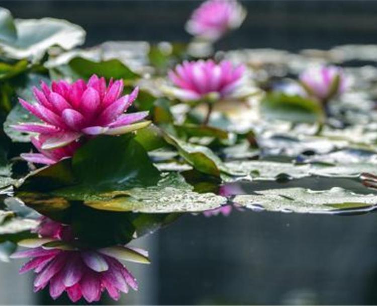 水生植物供应商 睡莲供应商 观赏水生花卉 睡莲小苗