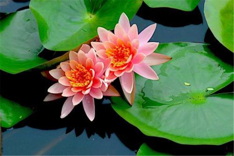山东水生植物基地 观赏水生花卉 睡莲小苗 睡莲批发