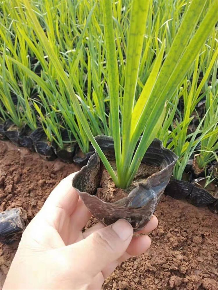 水生鸢尾价格 水生植物培育 水生鸢尾 采购基地