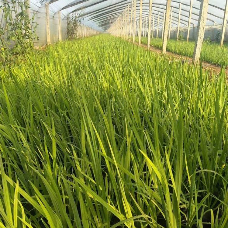 水生花卉鸢尾 价格实惠 山东水生植物批发 水生鸢尾价格