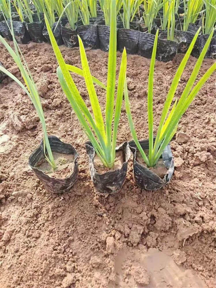 采购基地 水生鸢尾杯苗 青州水生植物基地 水生鸢尾报价