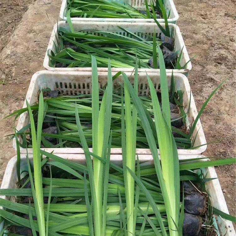 水生鸢尾杯苗销售 山东水生植物批发 水生鸢尾杯苗 价格实惠