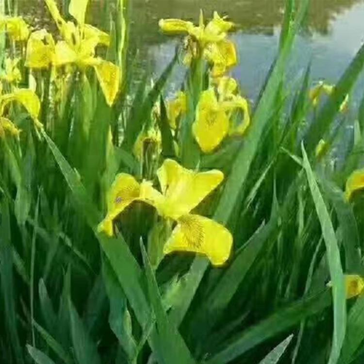 山东水生植物批发 水生鸢尾种植 采购基地 水生鸢尾