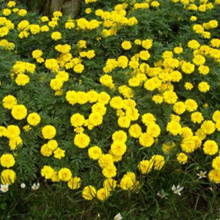 孔雀草基地 山东孔雀草 青州花卉批发基地
