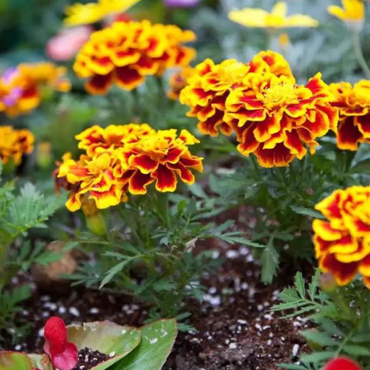 孔雀草种植基地 青州孔雀草 青州花卉批发基地
