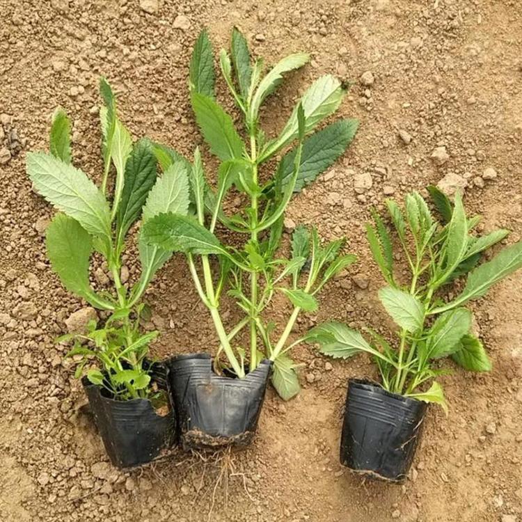 青州宿根草花基地 大量供应 马鞭草 花海用苗马鞭草 马鞭草批发