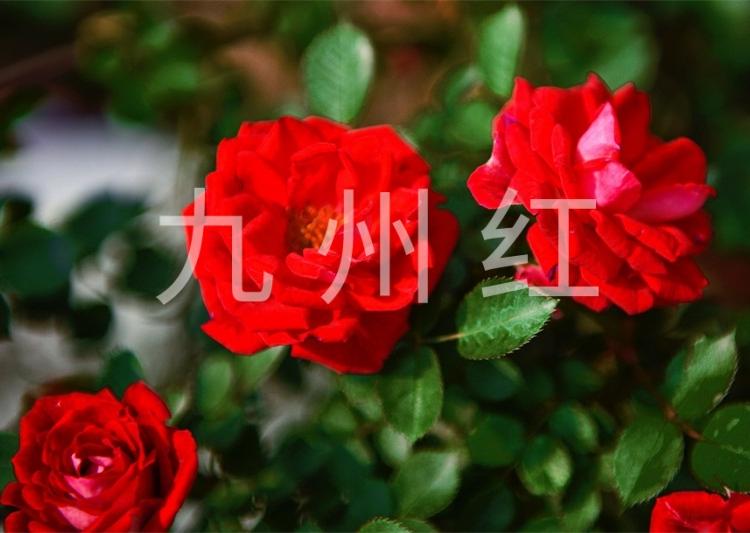 月季花 品种月季 丰花月季 ---大花月季 红帽月季 黄帽月季 红宝石月季 黄宝石月季 藤本月季 微型月季