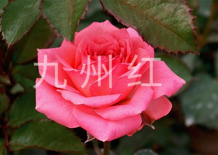 切花丰花大花品种月季 九州红 藤本月季基地直销