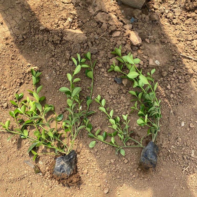 苗圃基地批发 大叶扶芳藤小苗 山东绿化苗木直销 大叶扶芳藤批发
