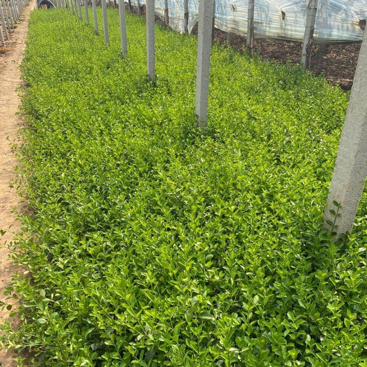 北方绿化苗木价格 大叶扶芳藤小苗 大叶扶芳藤基地 基地种植