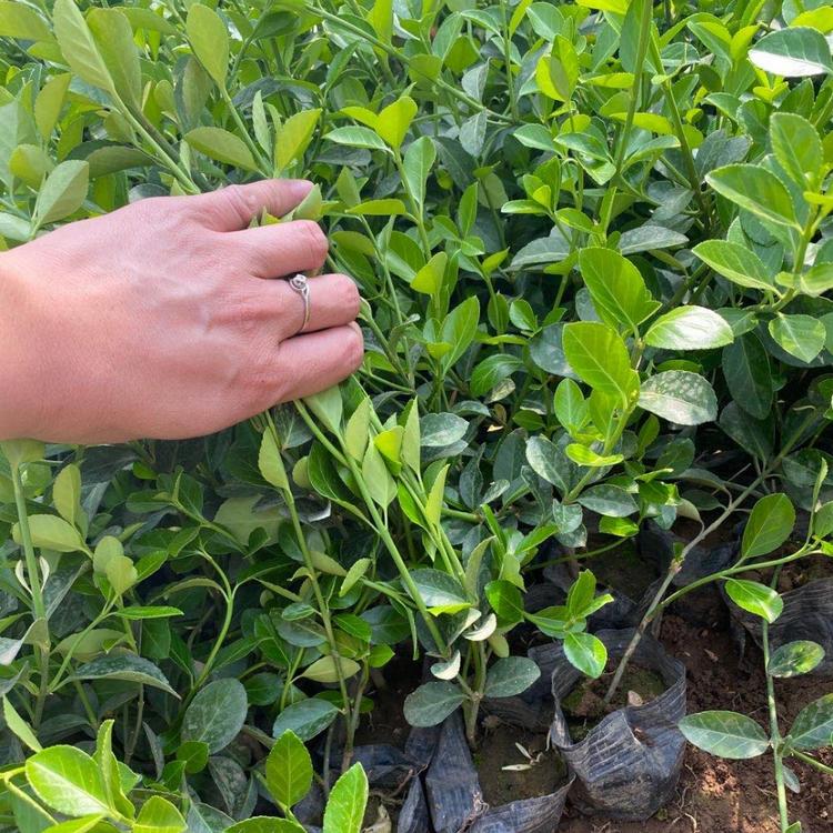 北方绿化苗木价格 大叶扶芳藤价格 大叶扶芳藤小苗 价格实惠