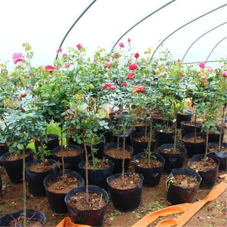 树状月季价格 花海优良品种 观赏型植物树状月季 山东观赏型植物树状月季