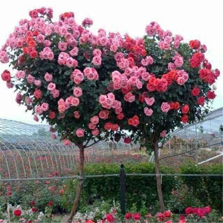 批发基地 树状月季优惠 青州观赏型植物树状月季