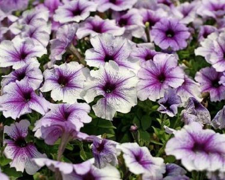牵牛价格 矮牵牛价格 矮牵牛基地 宿根花卉草花苗木批发