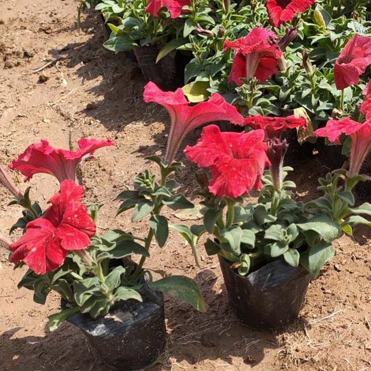 牵牛种植基地 大量批发 牵牛种苗 山东草花生产基地