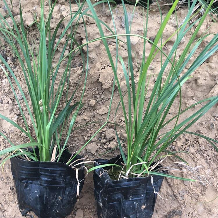 青绿苔草供应商 价格从优 青绿苔草 青州苗圃基地