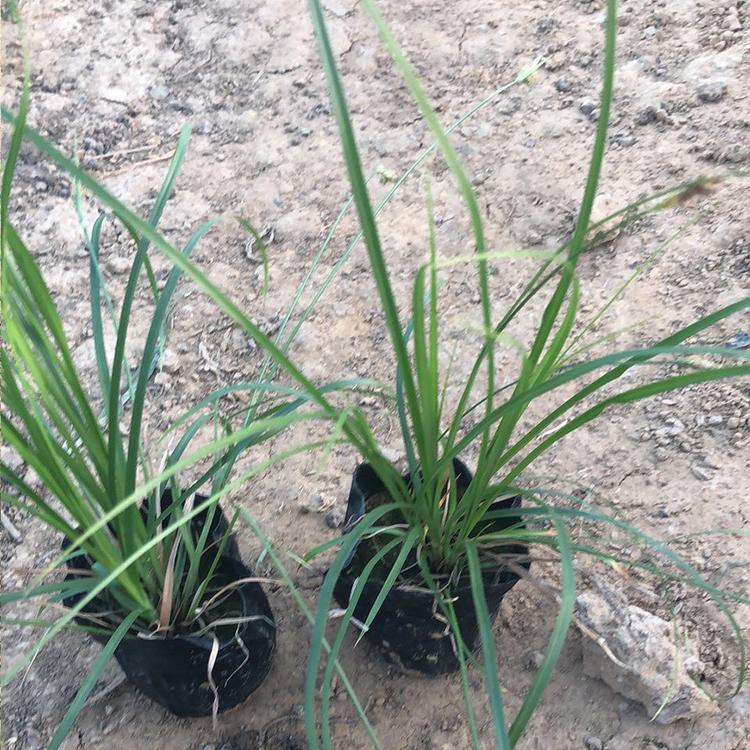 青州花卉 青绿苔草杯苗 青绿苔草批发 基地批发