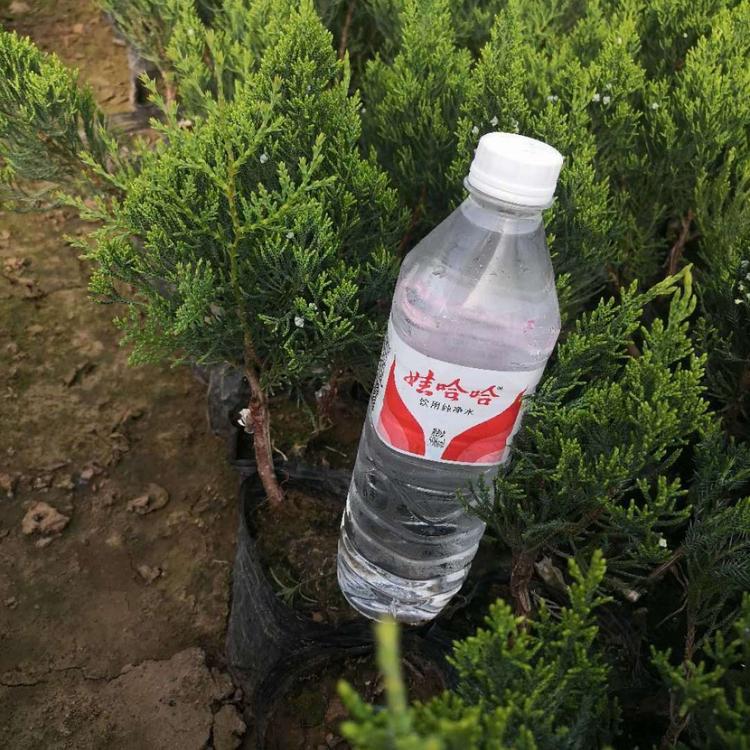 绿篱专用龙柏种苗 山东绿化苗木基地 大量供应龙柏 龙柏种苗