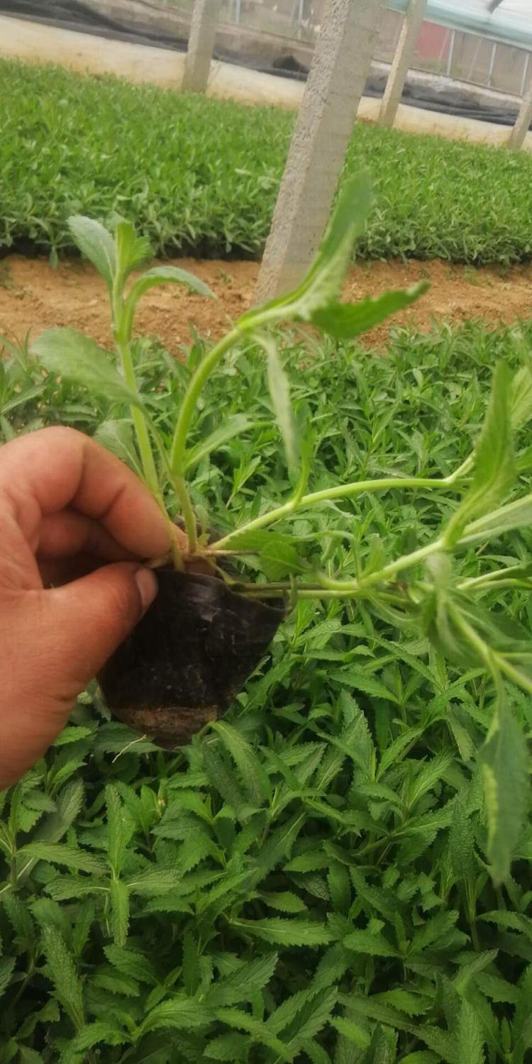 马鞭草杯苗 青州草花批发 销售马鞭草 我苗圃批发