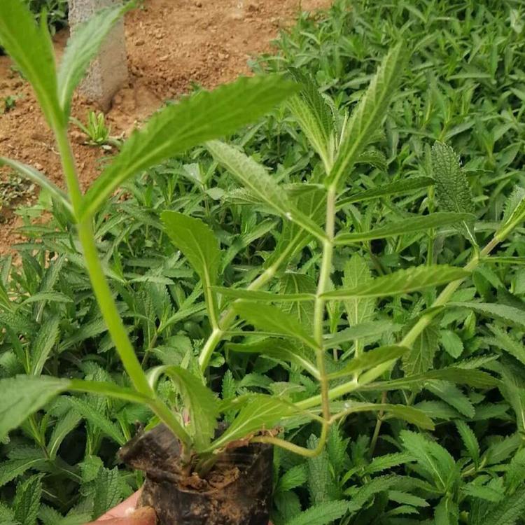 青州草花批发 销售马鞭草 马鞭草苗 花海优良品种