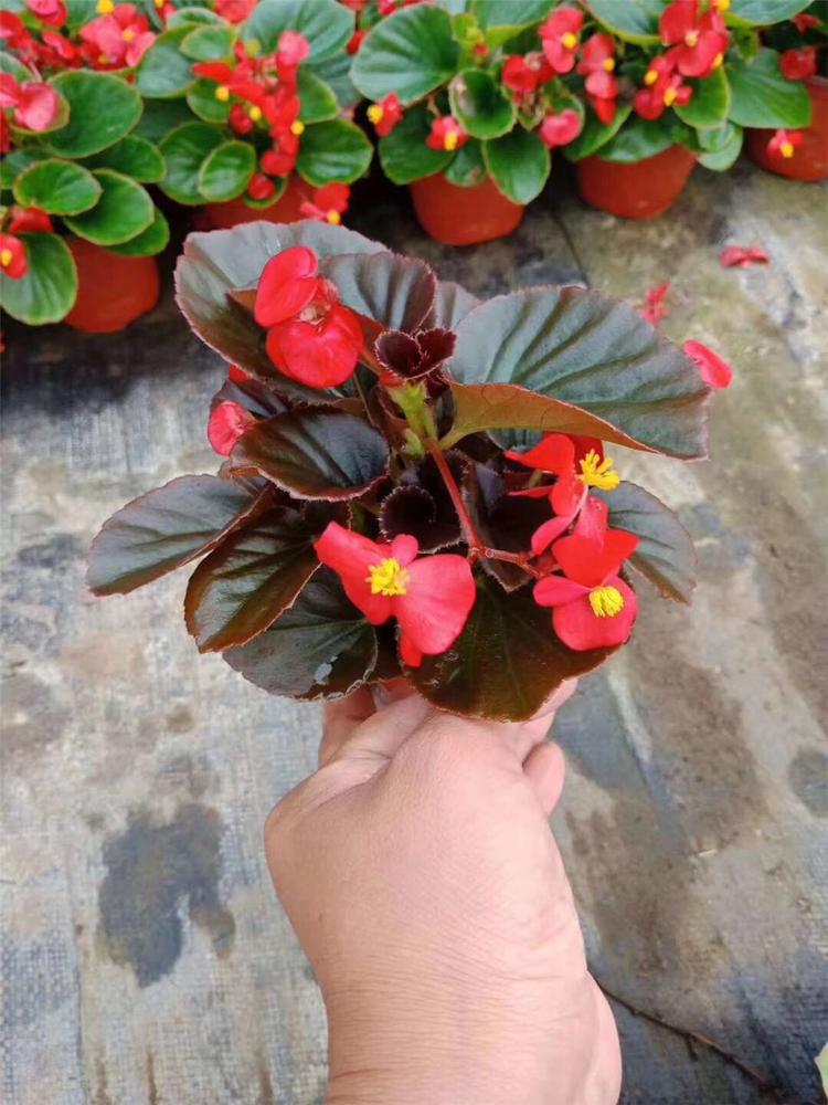 青州草花价格 四季海棠价格 观赏花卉四季海棠 苗圃基地批发