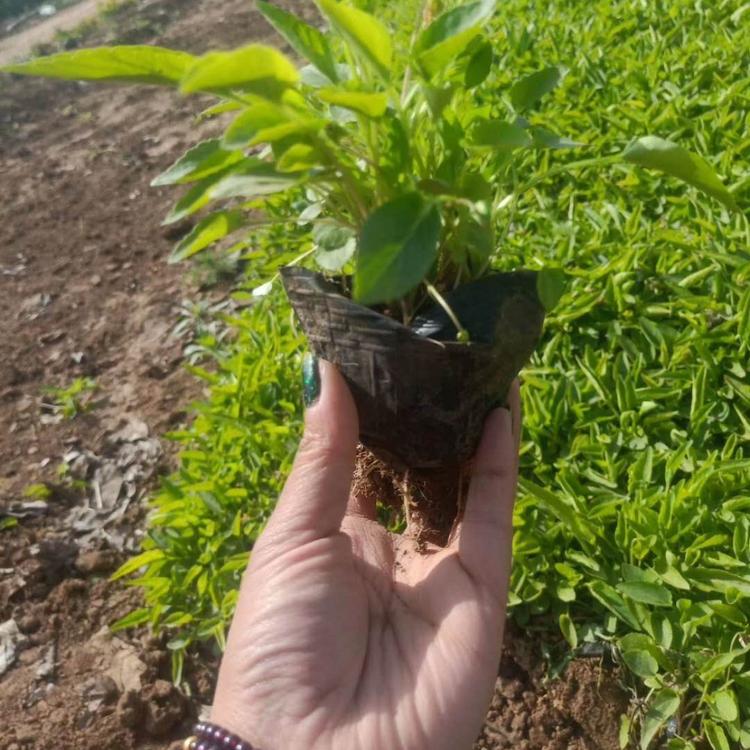 紫花地丁基地 紫花地丁价格 紫花地丁供应 紫花地丁报价