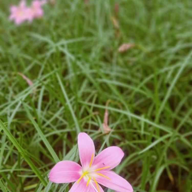 紫娇花种植基地 紫娇花价格 紫娇花供应 紫娇花报价