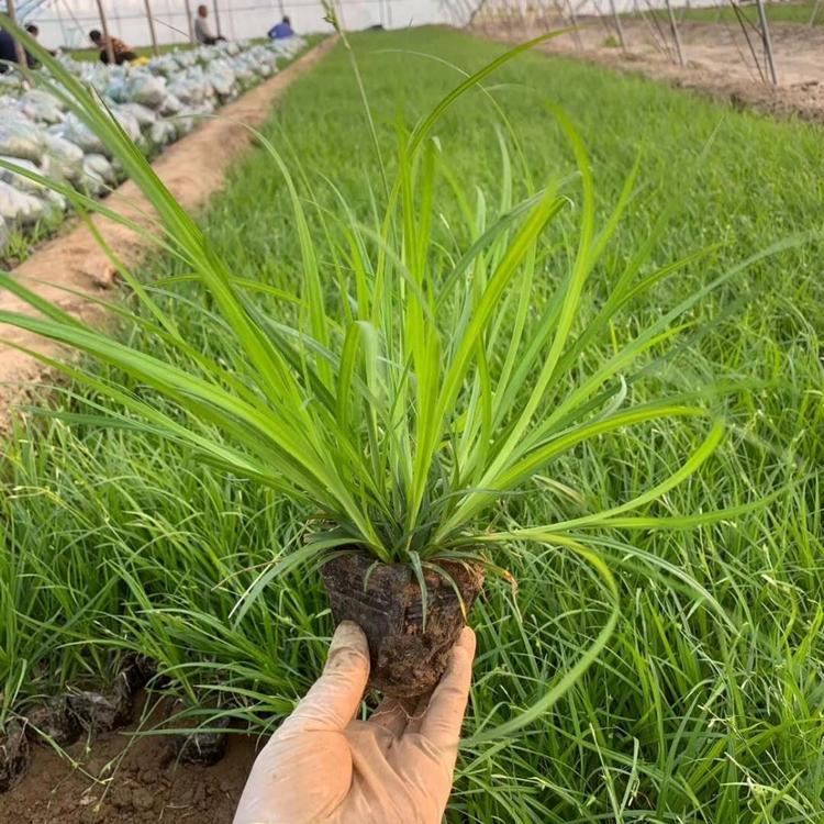 涝峪苔草基地 涝峪苔草价格 涝峪苔草供应 涝峪苔草报价
