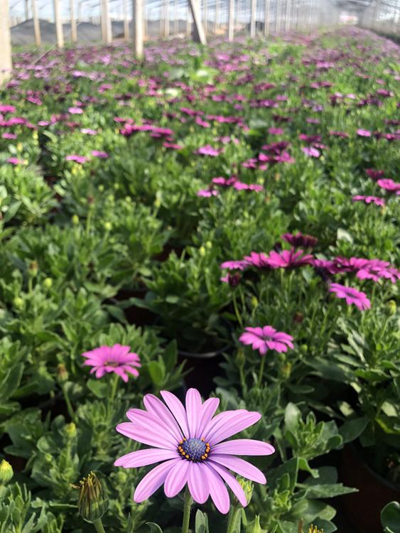 非洲万寿菊大量供应_新叶非洲万寿菊种植基地_万寿菊基地直销
