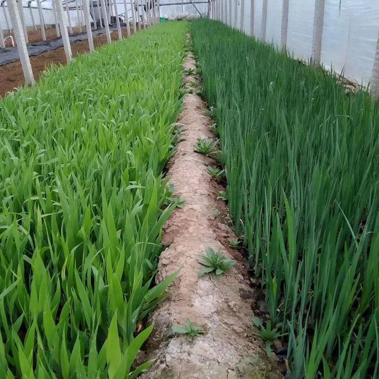 黄菖蒲基地直销 园林景观植物黄菖蒲 水生鸢尾报价 黄菖蒲批发